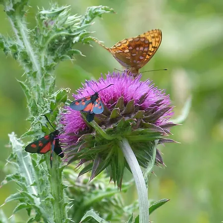 Les Bordes De Paloumieres Val-de-Sos