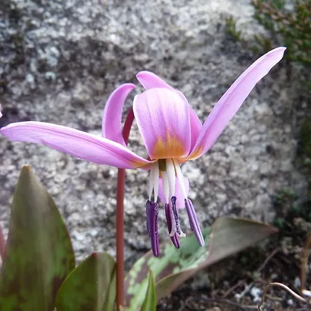 Les Bordes De Paloumieres Val-de-Sos