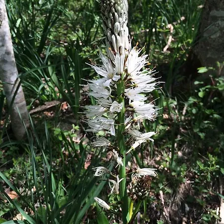 Les Bordes De Paloumieres Val-de-Sos