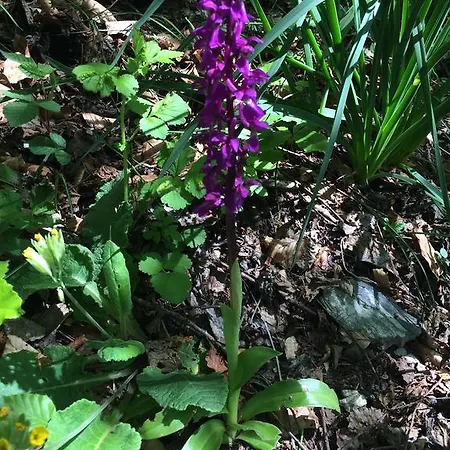 Les Bordes De Paloumieres