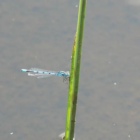 Les Bordes De Paloumieres Val-de-Sos