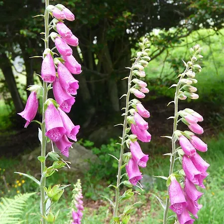 Les Bordes De Paloumieres