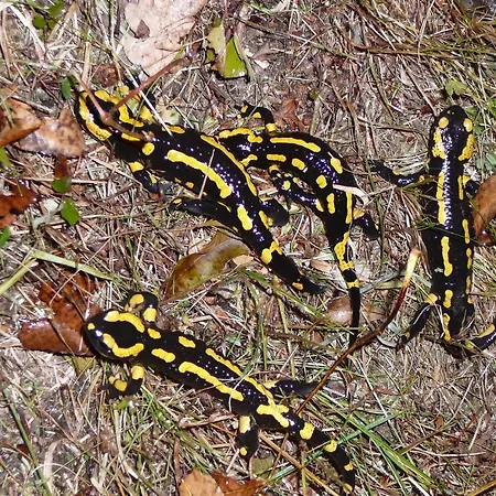 Летний дом Les Bordes De Paloumieres