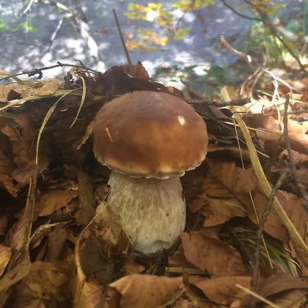 Les Bordes De Paloumieres Val-de-Sos