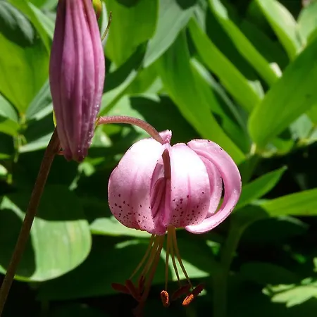 Kır Evi Les Bordes De Paloumieres *