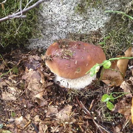 Gospodarstwo wiejskie Les Bordes De Paloumieres *